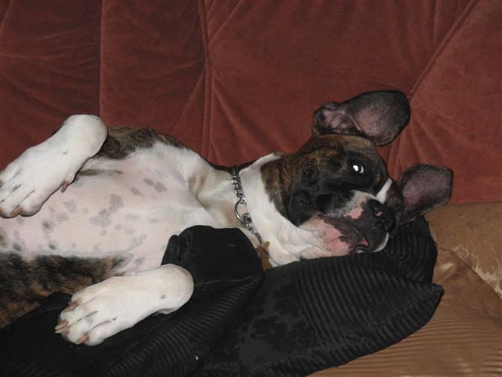 Amerikansk staffordshire terrier Hope billede 7