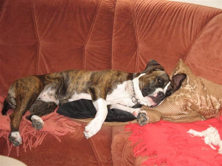 Amerikansk staffordshire terrier Hope billede 8