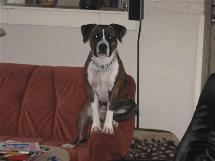 Amerikansk staffordshire terrier Hope billede 9