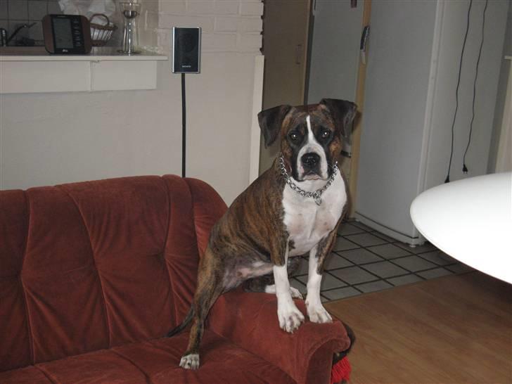 Amerikansk staffordshire terrier Hope billede 10