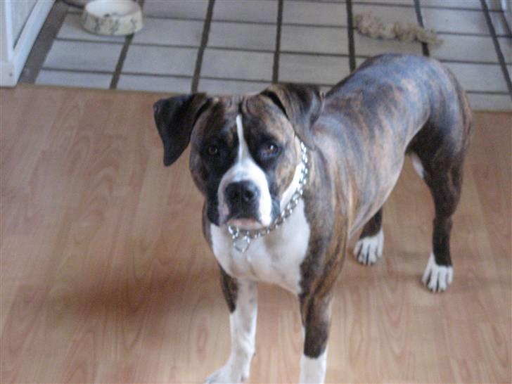 Amerikansk staffordshire terrier Hope billede 11