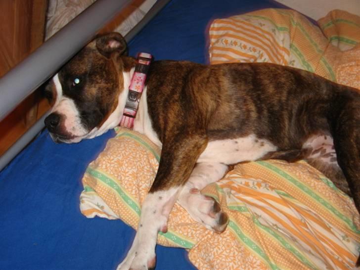 Amerikansk staffordshire terrier Hope billede 12