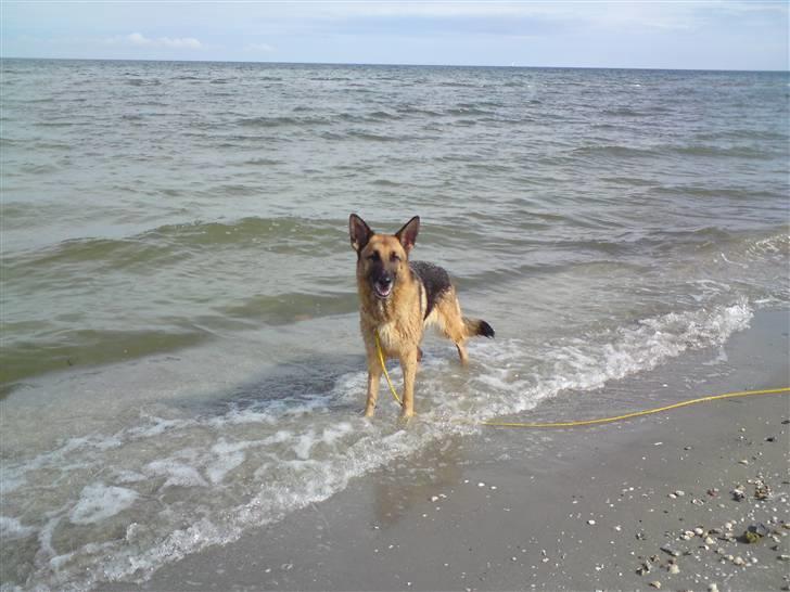 Schæferhund Quality - Strandtur billede 12