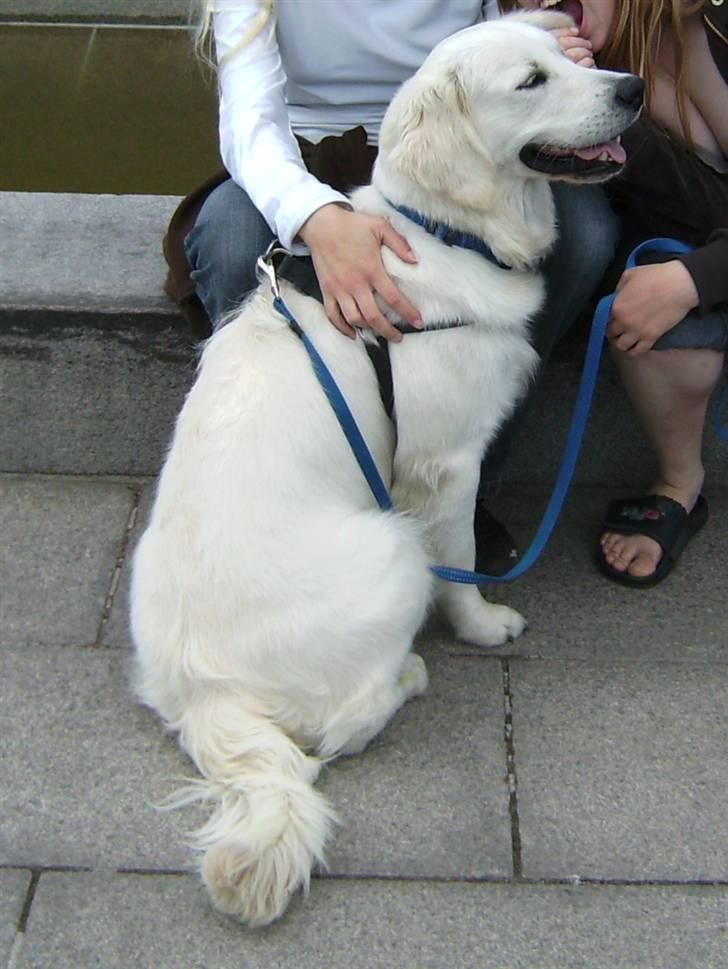 Golden retriever Silas - Silas i Norge :) Det er mig der er ved at bide hans øre af ;) billede 20