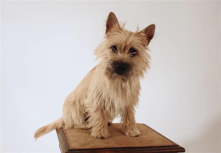 Cairn terrier Viki - død 1 august 2009 - Viki billede 1