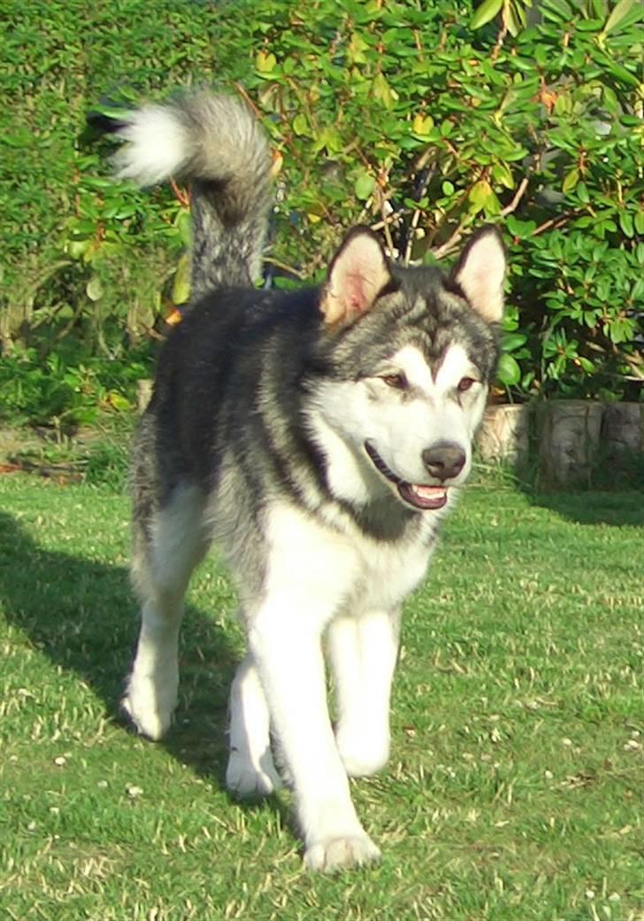 Alaskan malamute Chinuq - En dejlig sommerdag i haven billede 2