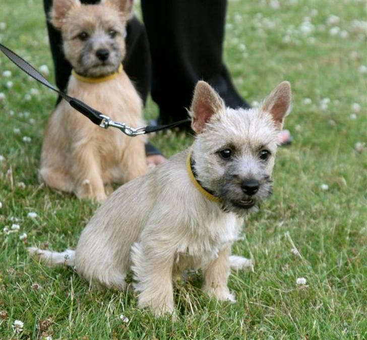 Cairn terrier Viki - død 1 august 2009 - Viki og søster i baggrunden billede 2
