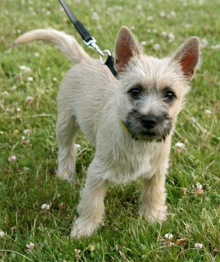 Cairn terrier Viki - død 1 august 2009 - Viki nogle måneder gammel i haven billede 3