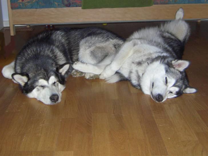 Alaskan malamute Ahea - Min bror Chinuq og jeg snupper lige en lur billede 6