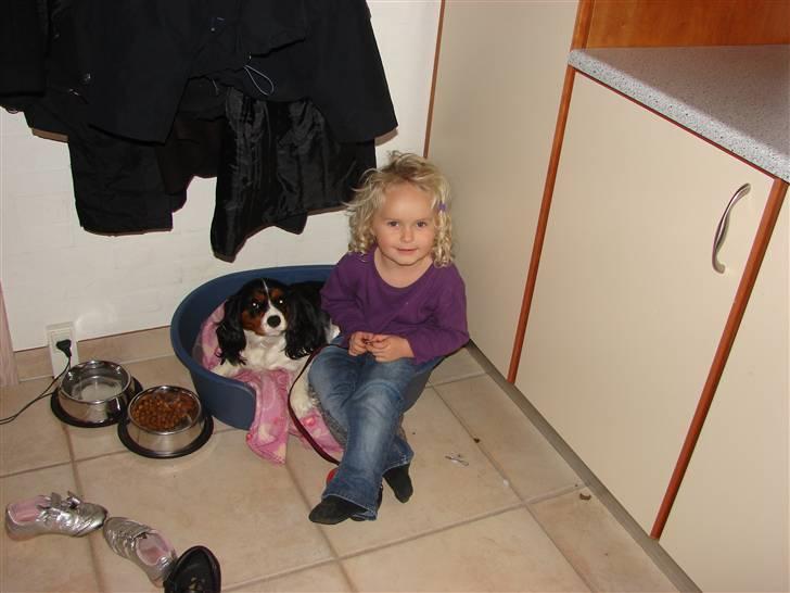 Cavalier king charles spaniel Lady - Caroline og Lady. Hun elsker den hund. Januar 2009 billede 12