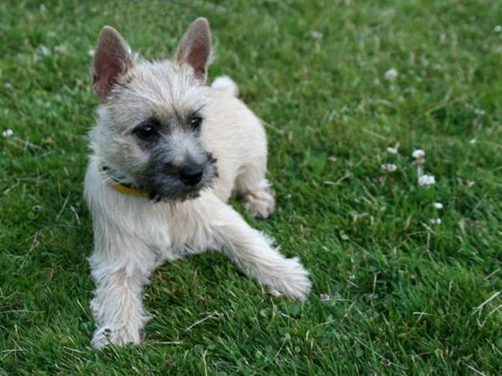 Cairn terrier Viki - død 1 august 2009 - Viki nogle måneder gammel i haven billede 4