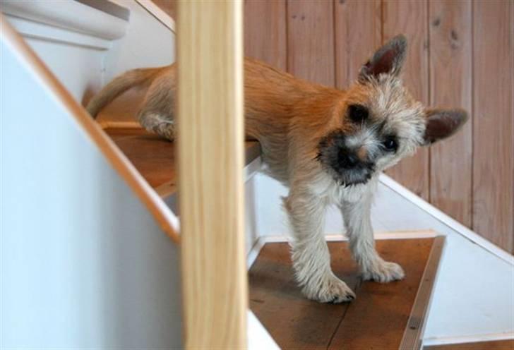 Cairn terrier Viki - død 1 august 2009 - Viki elsker trapper  billede 5