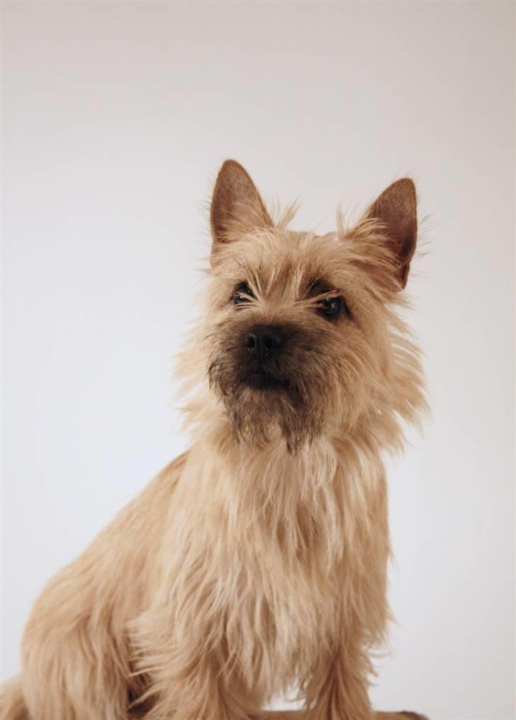 Cairn terrier Viki - død 1 august 2009 - Viki billede 6