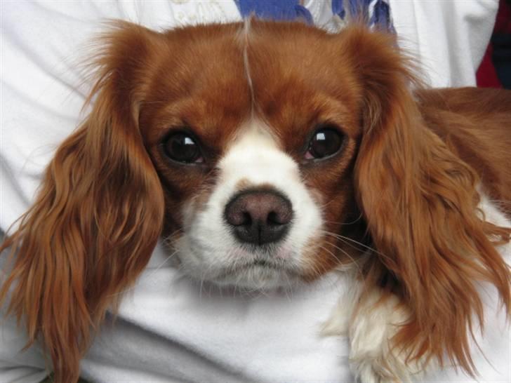 Cavalier king charles spaniel Tulle billede 16