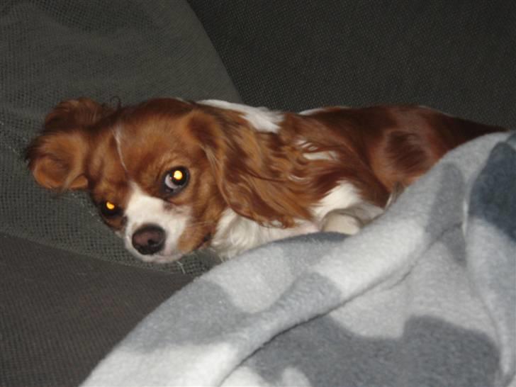 Cavalier king charles spaniel Tulle billede 18