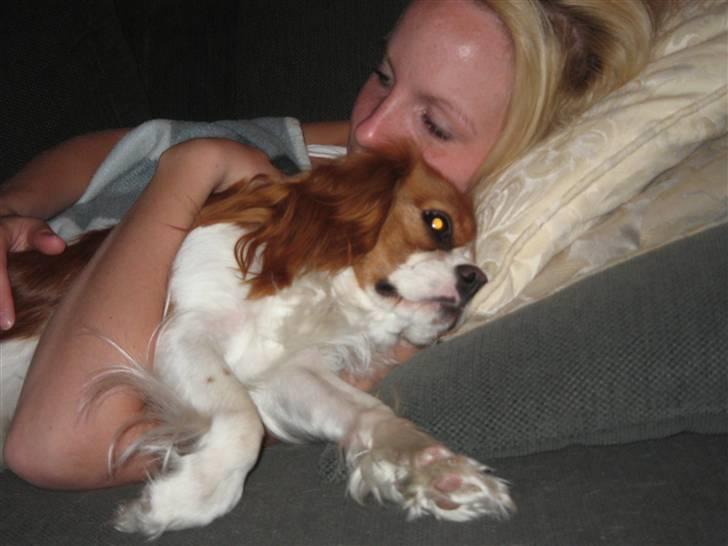 Cavalier king charles spaniel Tulle billede 19