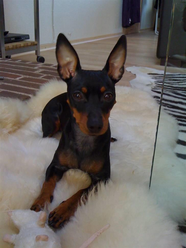 Dvaergpinscher Lilly - Prinsesse Lilly billede 1