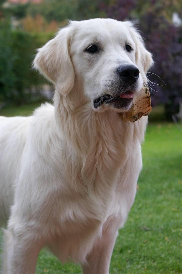 Golden retriever Ludwig - Se hvor stor og flot jeg er blevet :o) billede 1