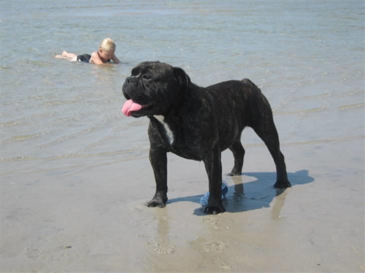 Olde english bulldogge Bølle billede 1