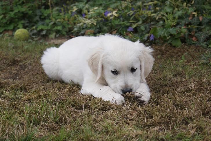 Golden retriever Ludwig - Så genert jeg kan se ud $: billede 2