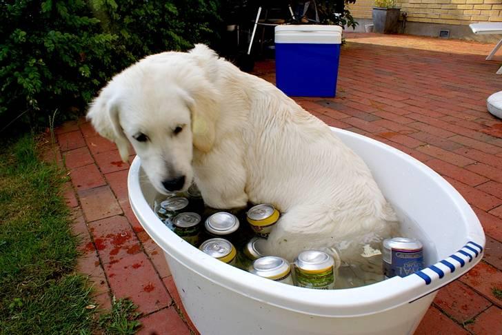 Golden retriever Ludwig - Ku´ det friste med en dejlig, kølig bajer fra mit badekar? billede 3