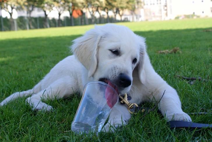 Golden retriever Ludwig - Drikker lige en tår vand i skyggen på en varm dag. billede 4