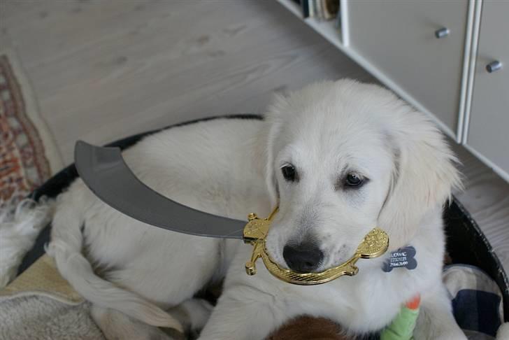 Golden retriever Ludwig - AWWWW, alle mande på dæk! Jeg er en garvet pirat! billede 5