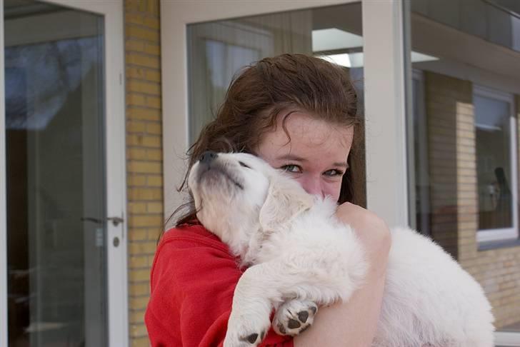 Golden retriever Ludwig - Kaldes det mon kærlighed? ;-) - Ludwig & jeg. billede 6