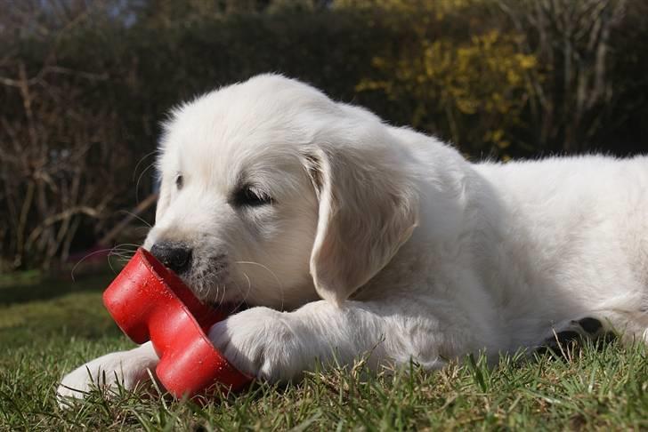 Golden retriever Ludwig billede 7