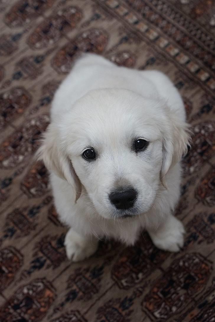 Golden retriever Ludwig - 9 uger gammel, sååå sød. billede 8