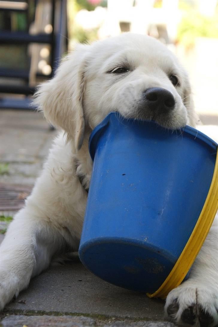 Golden retriever Ludwig - Jummi, spand. billede 9