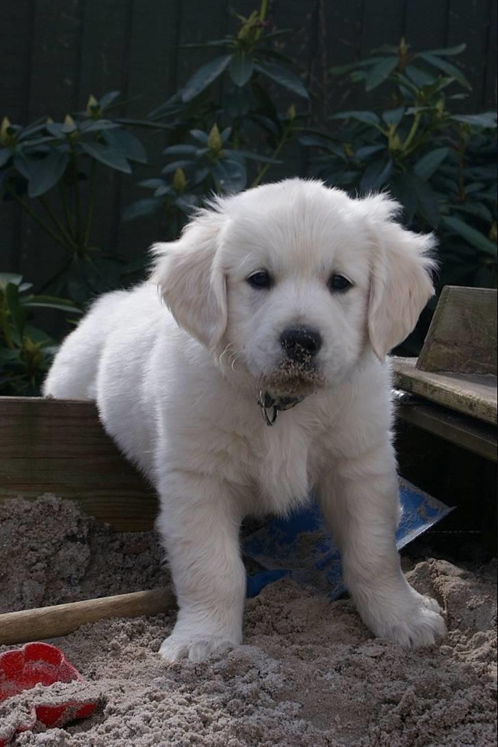 Golden retriever Ludwig - 8 uger gammel. billede 10