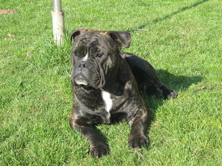 Olde english bulldogge Bølle billede 2