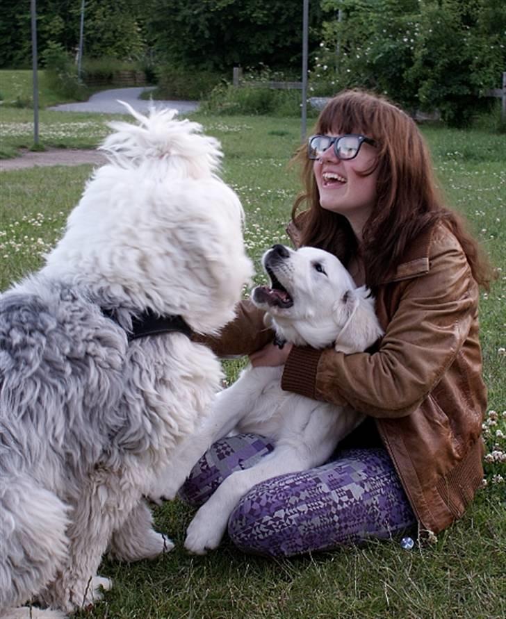 Golden retriever Ludwig - Her hapser jeg lige ud efter Molly, min ALLER bedste veninde! billede 11