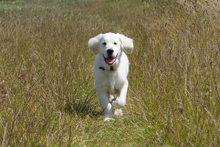 Golden retriever Ludwig billede 12