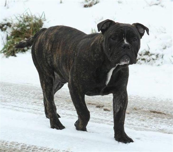 Olde english bulldogge Bølle billede 3