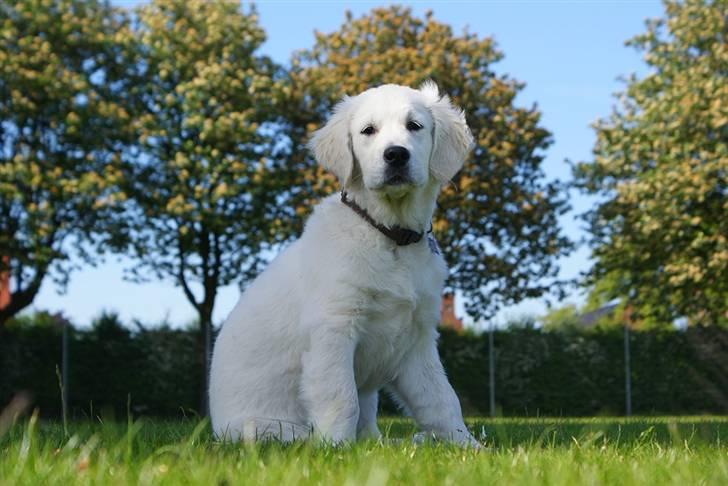 Golden retriever Ludwig - Nyt d. 31/5 - se hvor stor jeg er blevet! billede 13