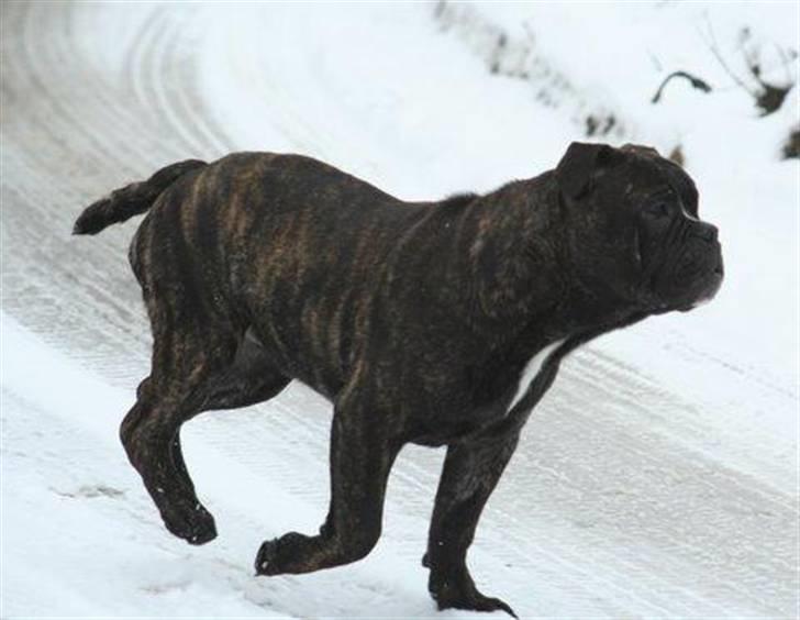 Olde english bulldogge Bølle billede 4