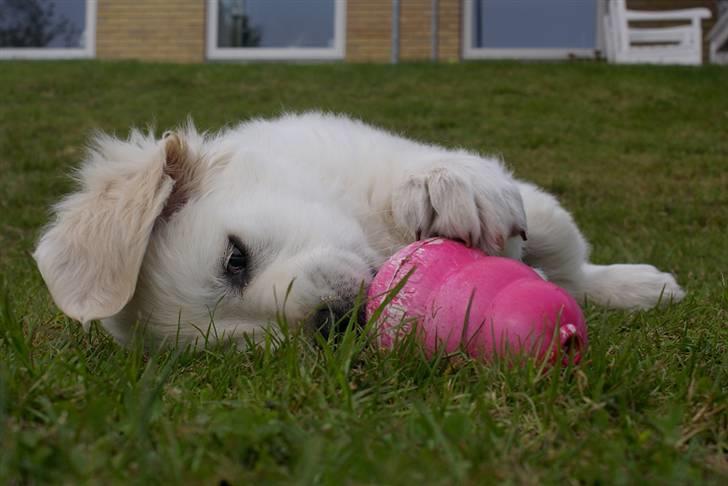 Golden retriever Ludwig - Min mor siger at jeg er hendes lille påskekanin ;-) billede 14