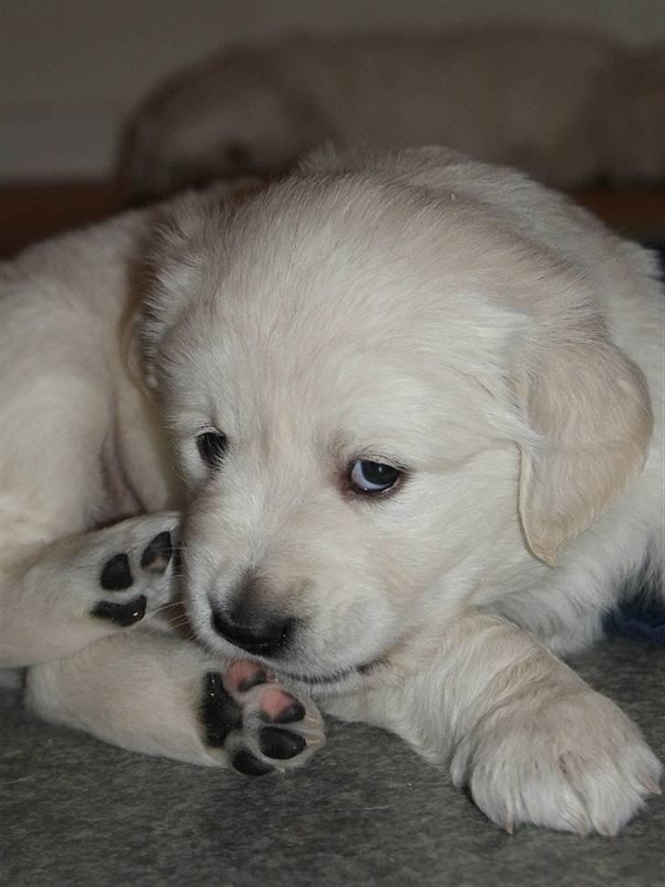 Golden retriever Ludwig - 5 uger gammel, en lille flødebolle! billede 15