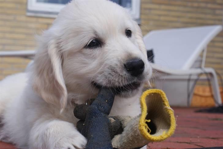 Golden retriever Ludwig - Sikke en deeejlig havehandske! billede 16