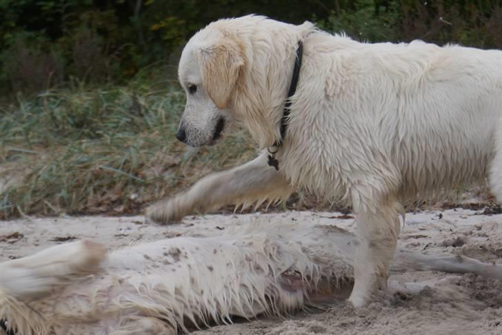 Golden retriever Ludwig - Dem der ligger på jorden må man træde pååå ;-) billede 17