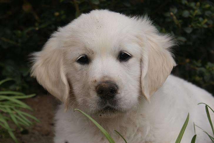 Golden retriever Ludwig - Jeg hjalp lige mor med at ordne haven! billede 18