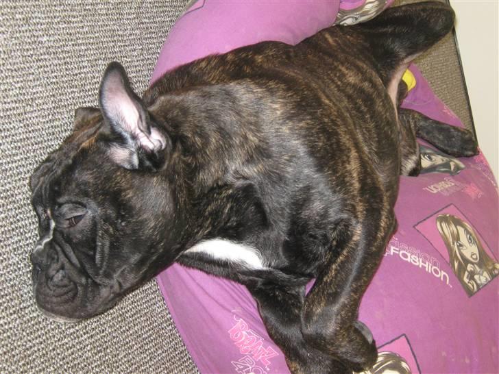 Olde english bulldogge Bølle billede 5