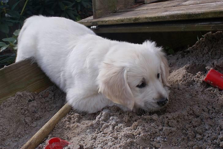 Golden retriever Ludwig - Det er til tider ret usmart at være sådan en lille klump som mig... Her sidder jeg fast halvvejs nede i sandkassen! billede 19