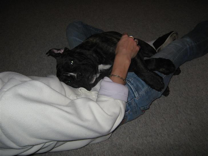 Olde english bulldogge Bølle billede 6