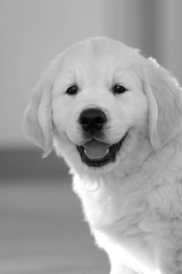 Golden retriever Brorson billede 1