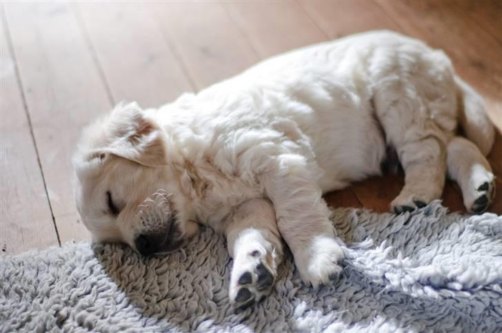 Golden retriever Brorson billede 4