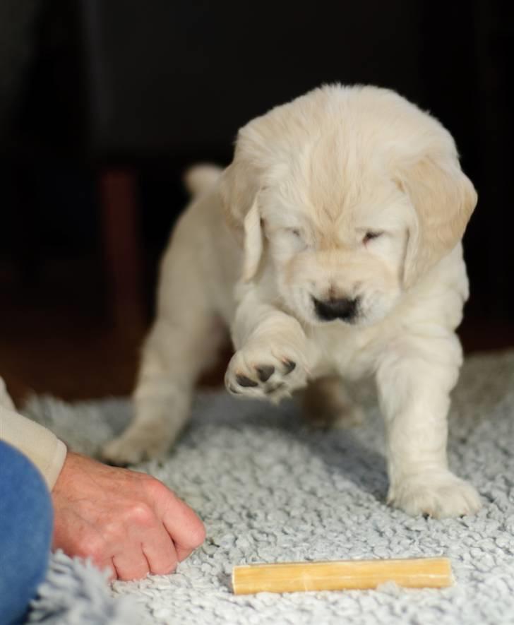 Golden retriever Brorson billede 7