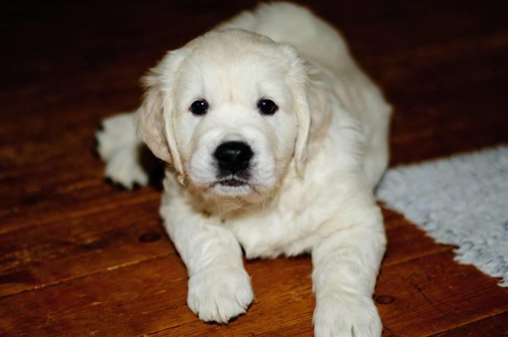 Golden retriever Brorson billede 6